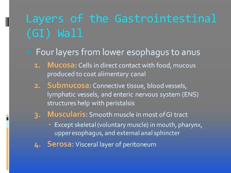 Layers of GI Tract